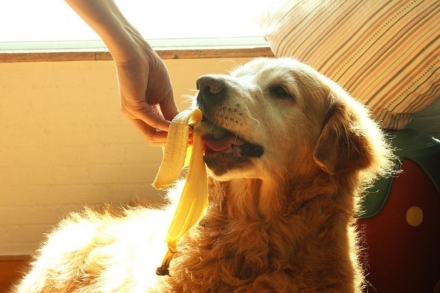 Should you feed your dogs bananas?
