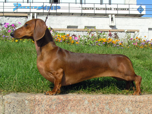 The Truth About Dachshunds aka Weiner Dogs