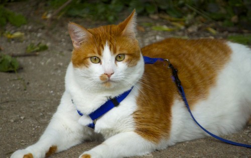 Can You Really Teach Your Cat to Walk on a Leash?