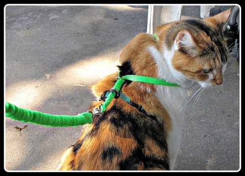 Can You Really Teach Your Cat to Walk on a Leash?