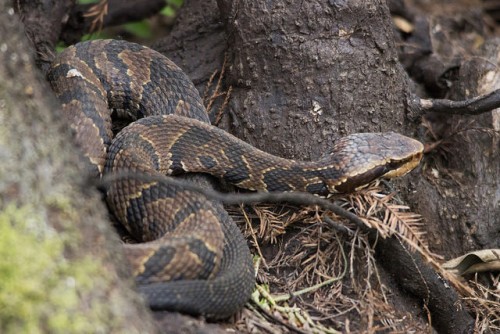 Snake Recognition: Harmless Snakes vs Dangerous Snakes