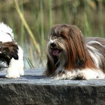 Havanese Dog Breeds : Lots of Personality