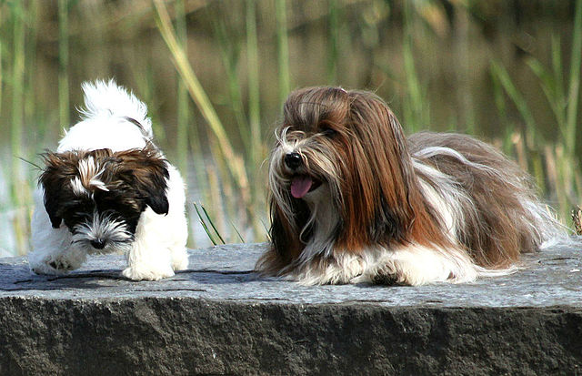 is a havanese a good family dog