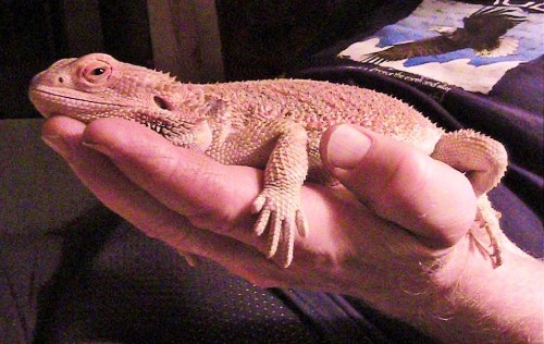 Shirley the Bearded Dragon