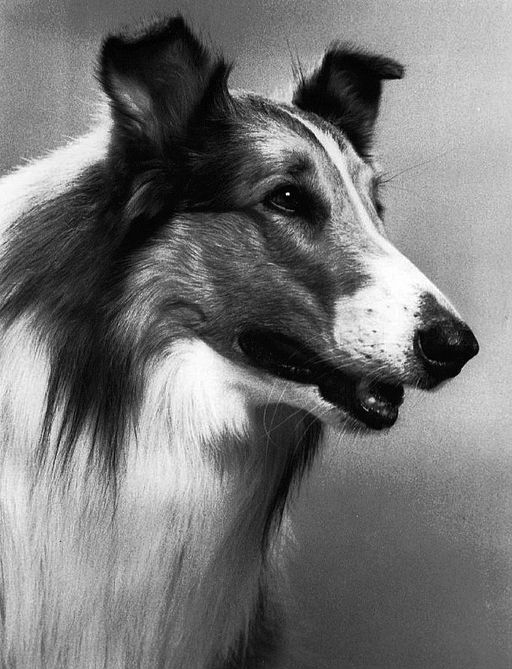 The Story of Lassie