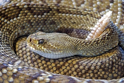 Snake Recognition: Harmless Snakes vs Dangerous Snakes