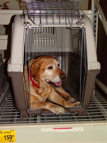33 dog friendly stores