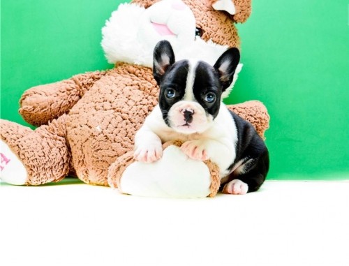 Mixed Dog Breeds - Frenchton