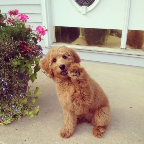 Mixed Dog Breeds, Miniature GoldenDoodle