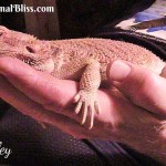 Your Bearded Dragon is Gravid – Now What?