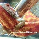 Dragon at Rest : Wordless Wednesday with Shirley