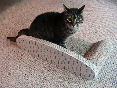 Got Shredded Couch? Get Kitty Couch Scratcher