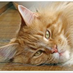 Pet Insurance For Four-legged Family Members