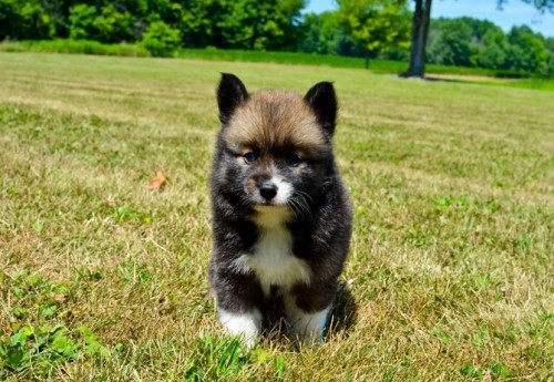 Pomsky poodle best sale mix