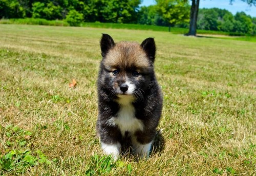 Mixed Dog Breeds, Pomsky