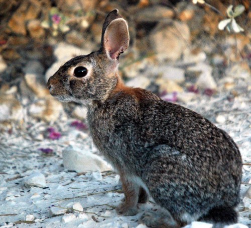 Rabbit Cottontail