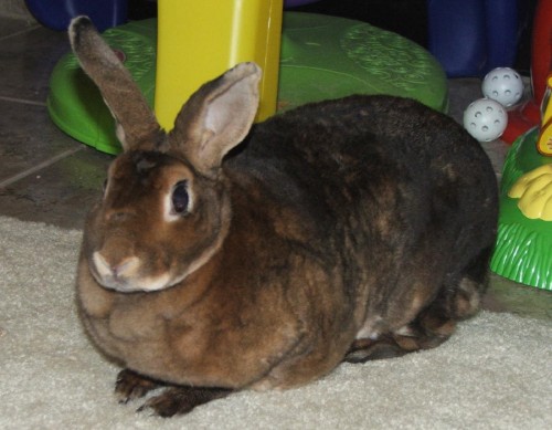 Rabbit_minirex_doe_castor