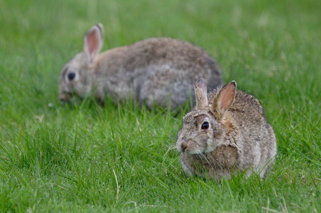 How to Make Your Pet Rabbit Learn Some Tricks