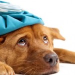 Sick as a Dog: Warning Signs Your Pooch is Sick
