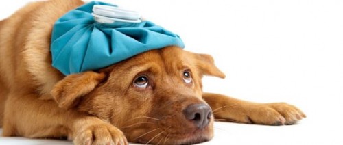 Sick as a Dog Warning Signs to Watch for in Your Pooch