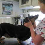 REAL Duties of a Veterinary Technician