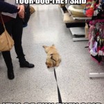 33 Dog Friendly Stores : See the List!