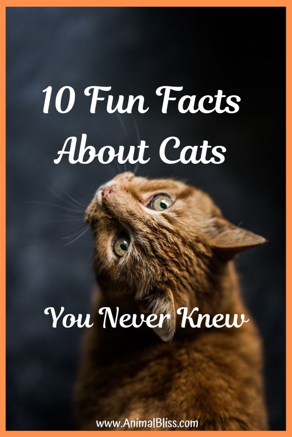 10 Fun Facts About Cats You Never Knew -