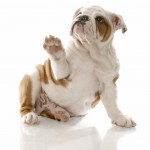 5 Important Items Dog Owners Always Forget About