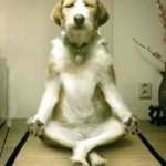 What is Doga Anyway?  Yoga for Dogs