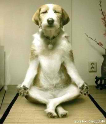 What is Doga? Dog Yoga