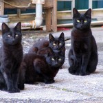 17 Reasons to Own a Black Cat