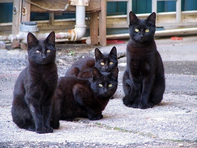 17 reasons to own a black cat