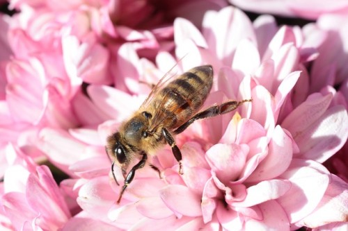 How Your Garden May Actually Be Killing Bees