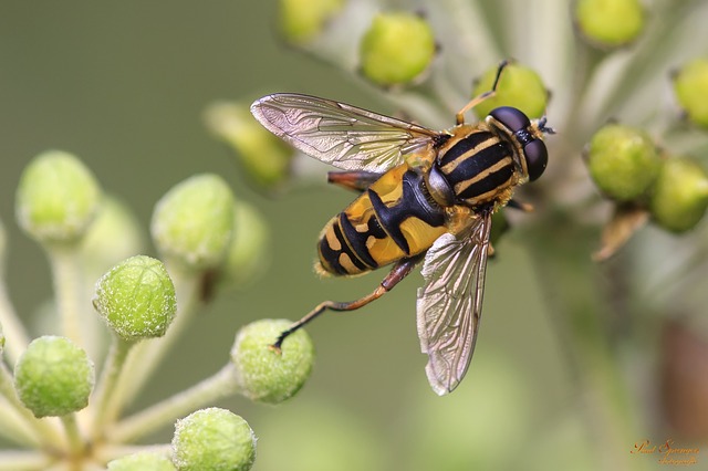 How Your Garden May Actually Be Killing Bees