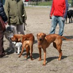 Dog Park Guidelines You Should Know
