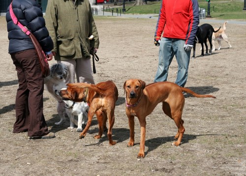 dog park guidelines