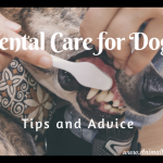 Dental Care for Dogs, Tips and Advice: Canine Oral Hygiene