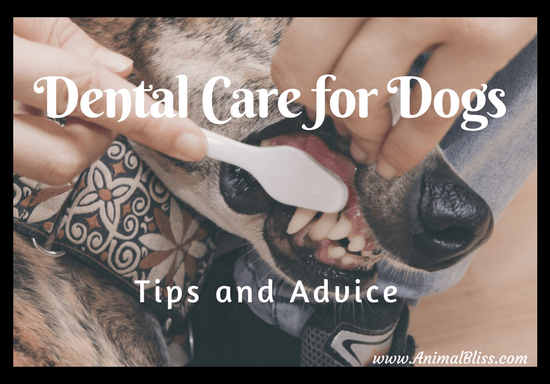 Dental care for dogs is extremely important. Who knows where your dog's mouth has been.