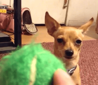 Learn how to train any dog to fetch.