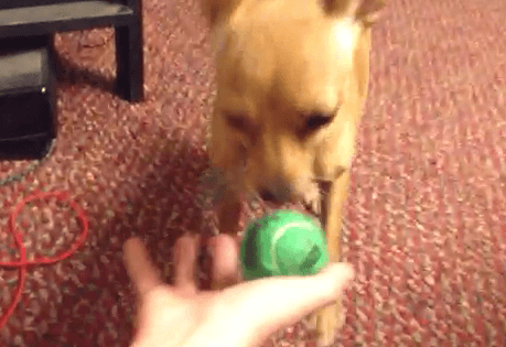 Learn how to train any dog to fetch.