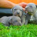 Experience A Loving Pitbull and Never Discriminate Again
