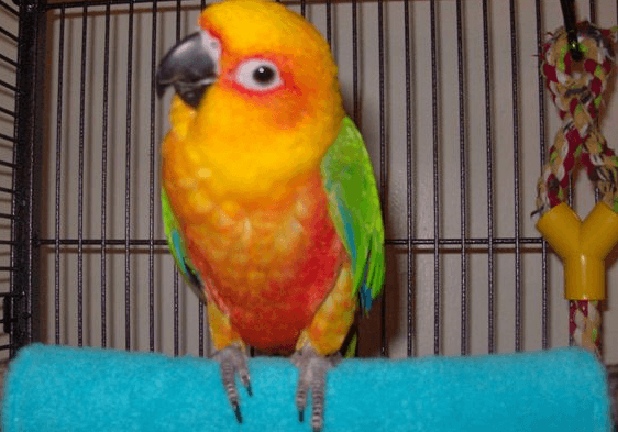 How to Care for Your Pet Parrot In Winter