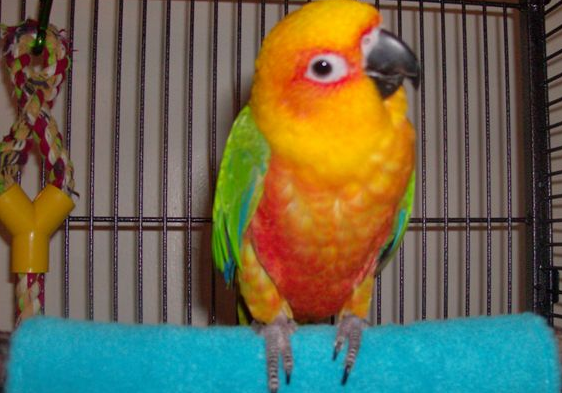 How to Care for Your Pet Parrot In Winter