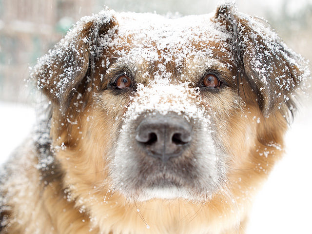 Winter care for your dog is as important as it is in the summer.