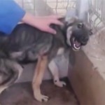 Abused Dog Transformed – Terrified to Playful [Video]