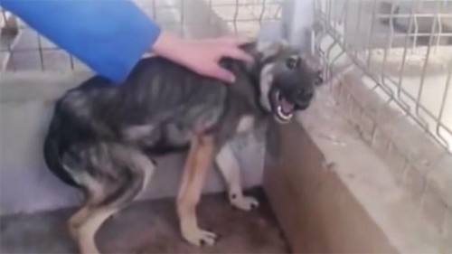 There's hardly anything more heart-warming than seeing an abused dog transformed from a shivering, terrified being into a pup that is cuddly, friendly, and playful, like a normal dog should.