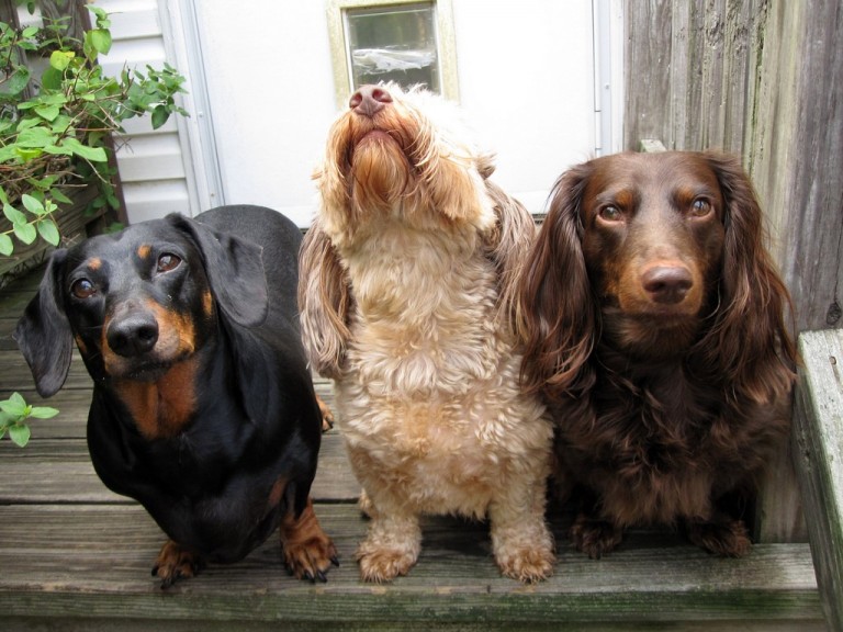 Choosing A Dog Breed (That's Right For You)