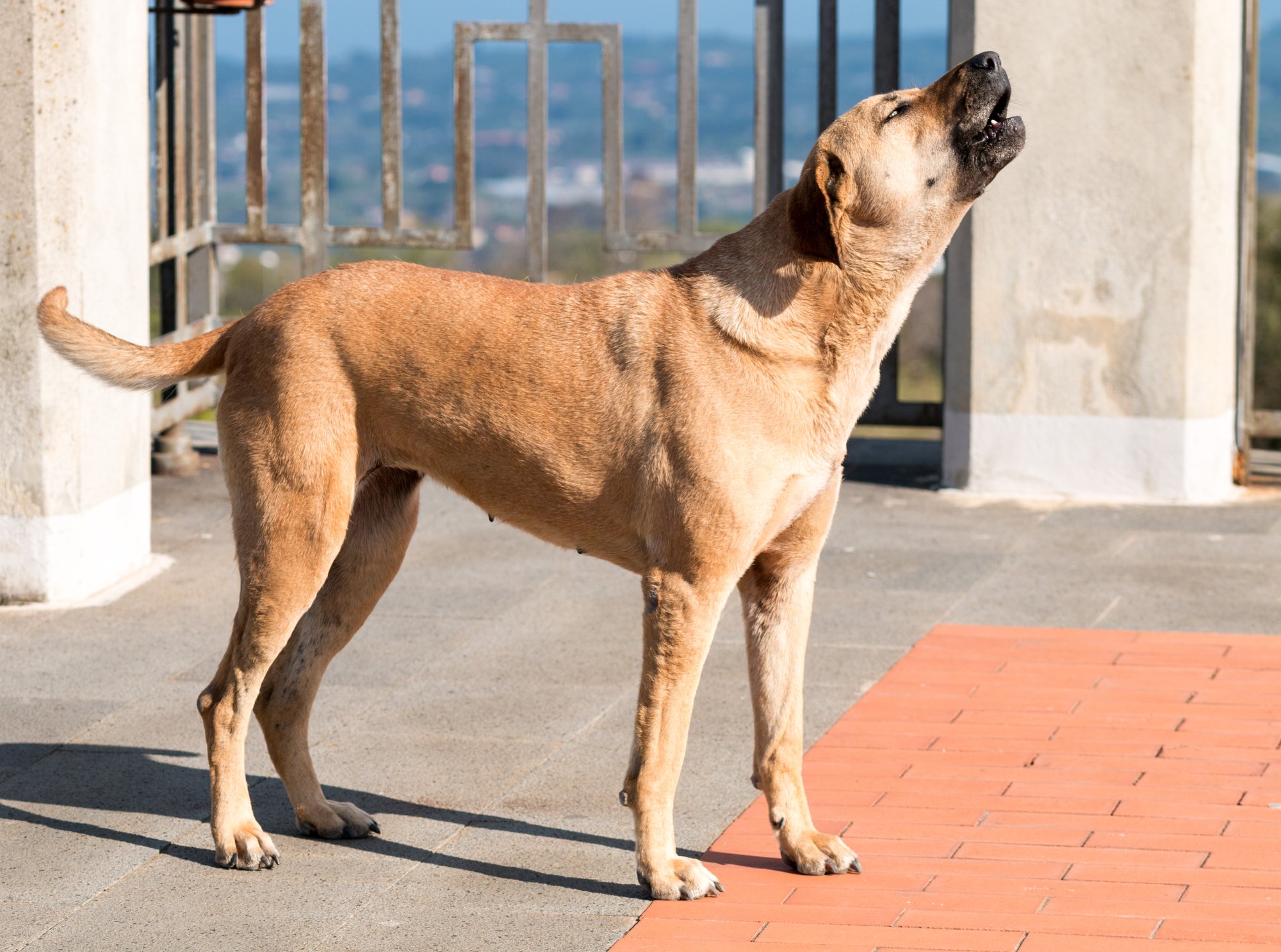 Teaching your Dog to Howl