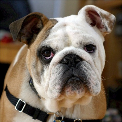 Most Expensive Dog Breeds, English Bulldog