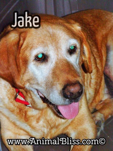 Jake